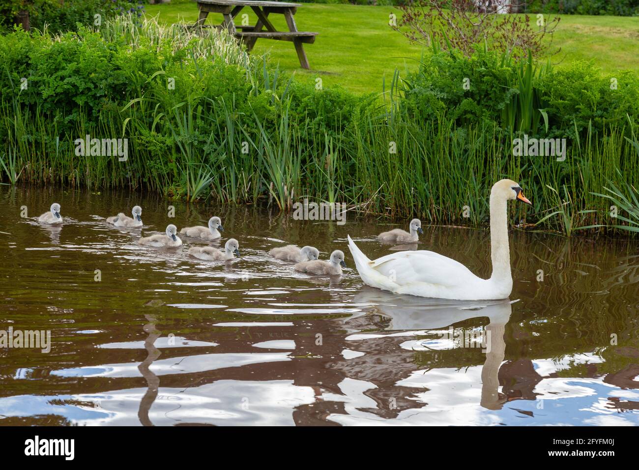 Mute Swan with cygnets, near Brecon on the Monmouthshire and Brecon Canal, Powys, Wales, UK Stock Photo
