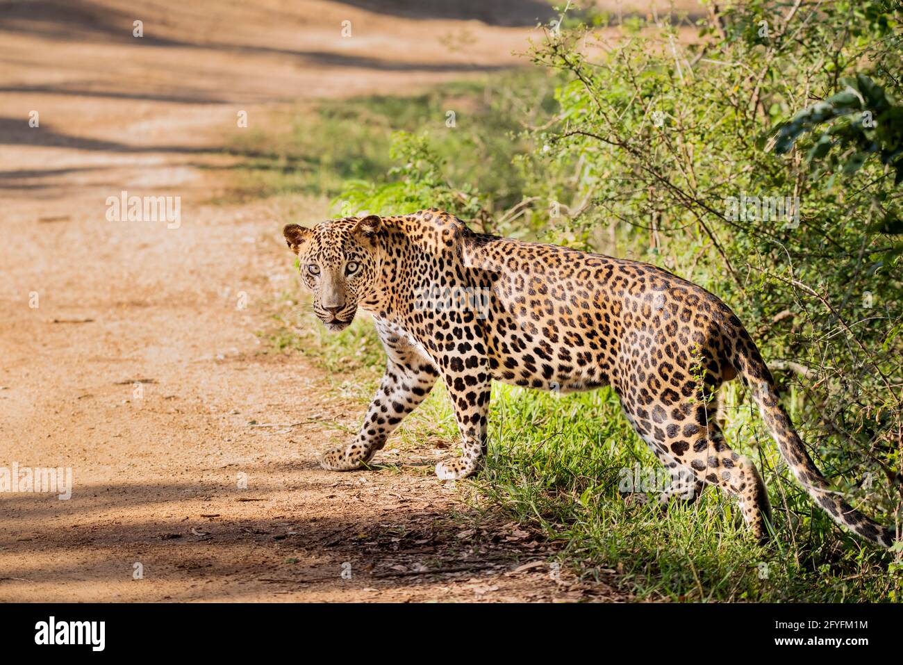 A close look of a Leopard Stock Photo