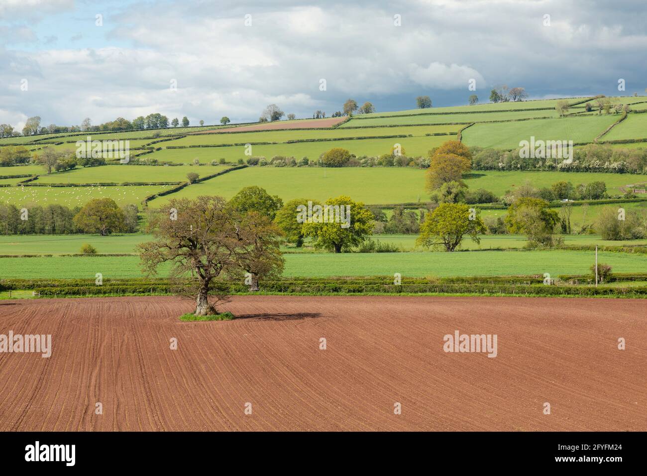 Single Oak Tree in a field in the Usk Valley, near Brecon, Powys, Wales, UK, Stock Photo