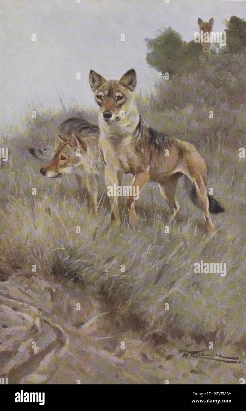 The wolf (Canis lupus), also known as the gray wolf or grey wolf, is a ...