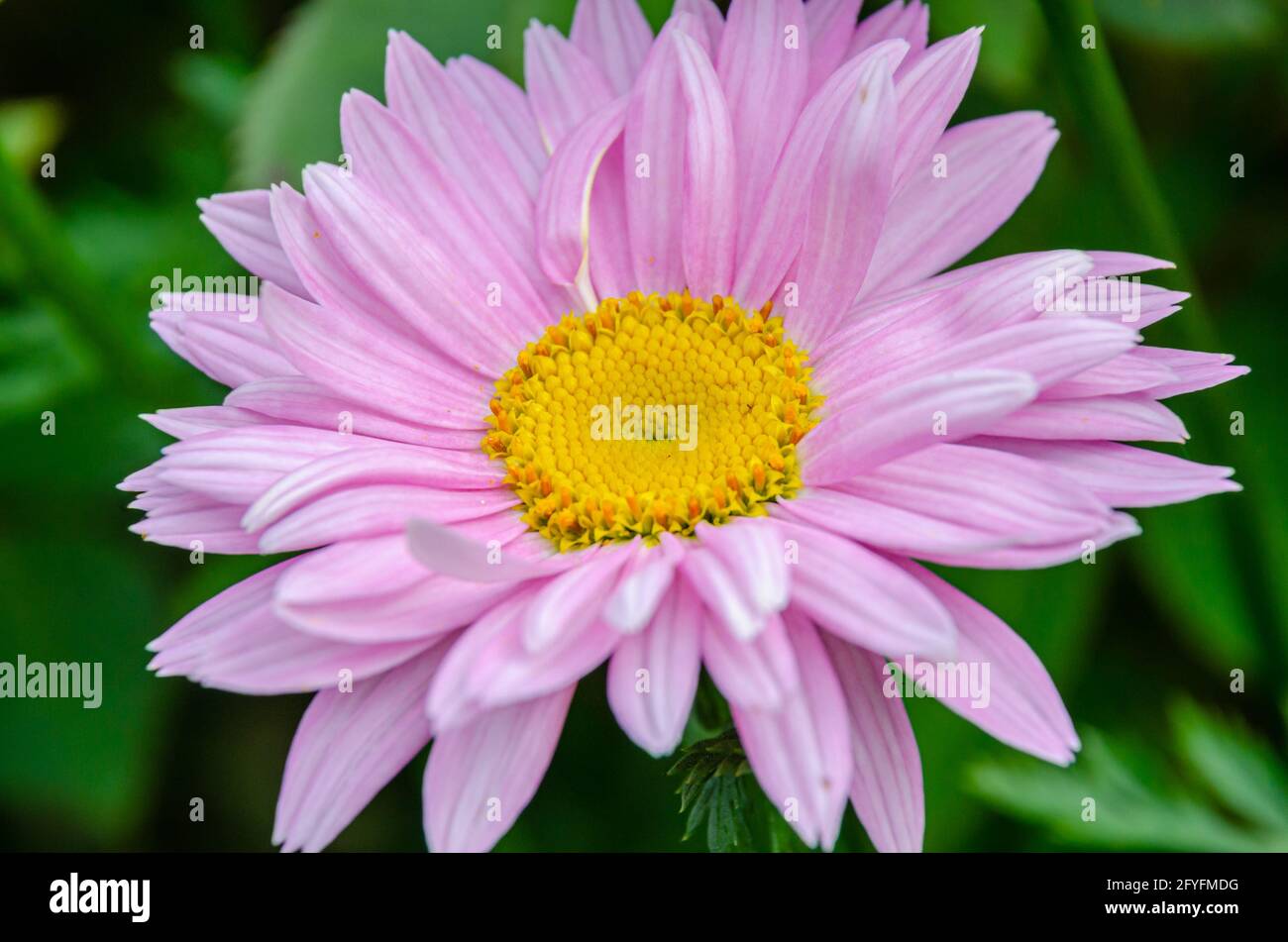 Close up view of a pink pyrethum flower in a garden. Stock Photo