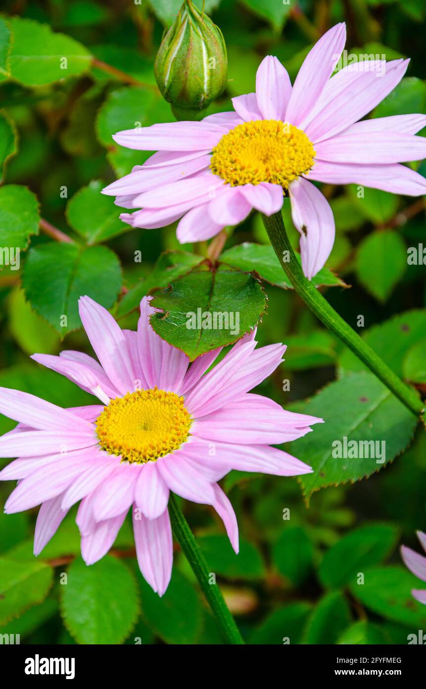 Close up view of pink pyrethum flowers in a garden. Stock Photo
