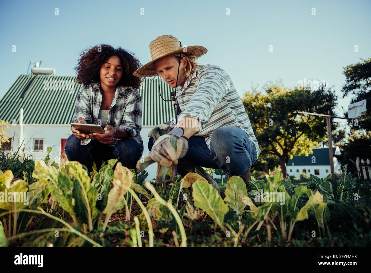 mixed race students working on geography experiments in vegetable patch searching results on digital tablet  Stock Photo