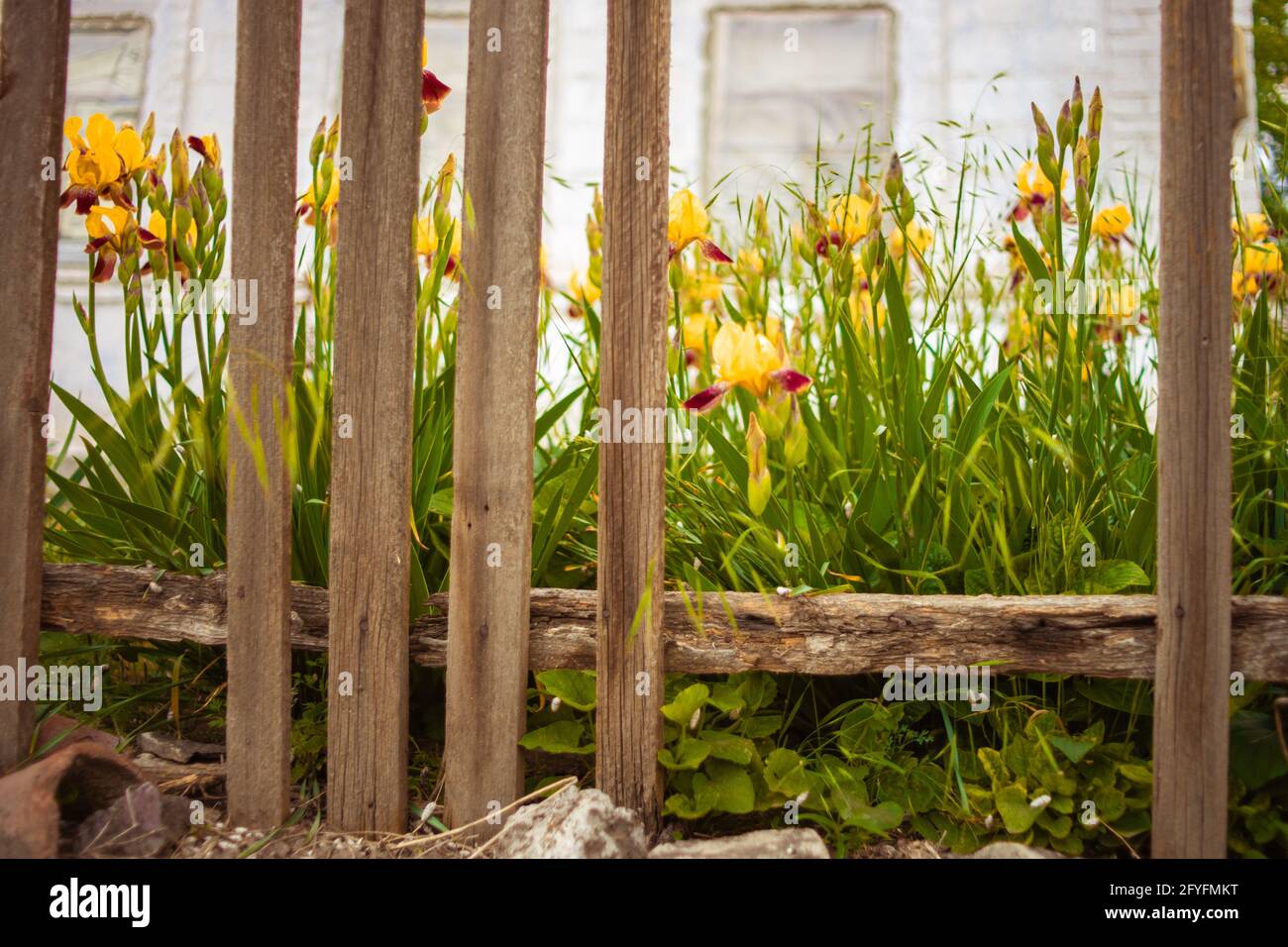 Old broken picket fence. Yellow iris flowers and white rural house in blurred background. Stock Photo