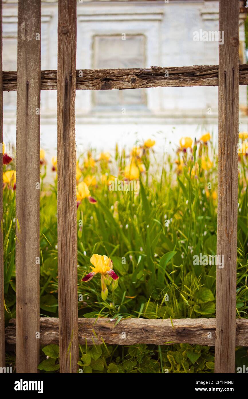 Old broken picket fence in rural garden. Yellow iris flowers and white house in blurred background. Stock Photo