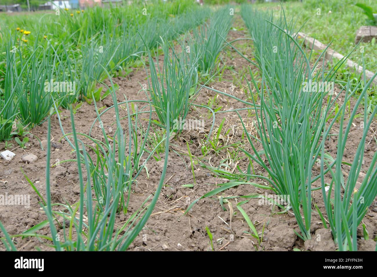 https://c8.alamy.com/comp/2FYFN3H/smooth-beds-of-young-green-onions-on-the-village-plot-the-beginning-of-the-summer-season-selective-focus-2FYFN3H.jpg