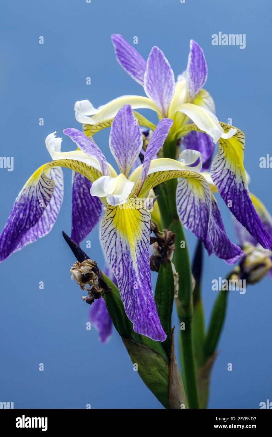 Iris versicolor flowers against blue sky Blue flag Iris portrait Stock Photo