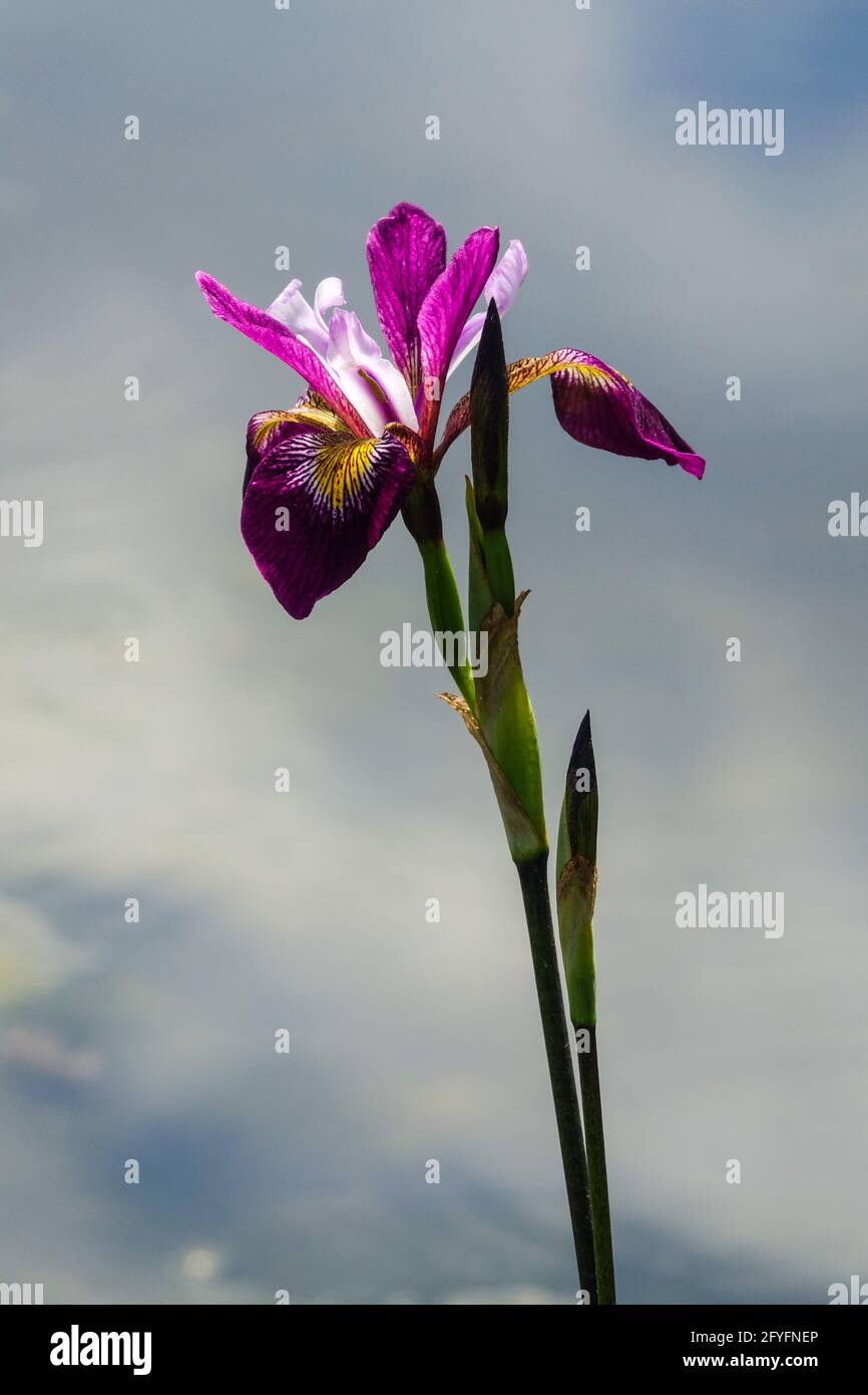 Iris 'John Wood' Wonderful iris flower with a dark purple base of the leaves and purple flower Stock Photo