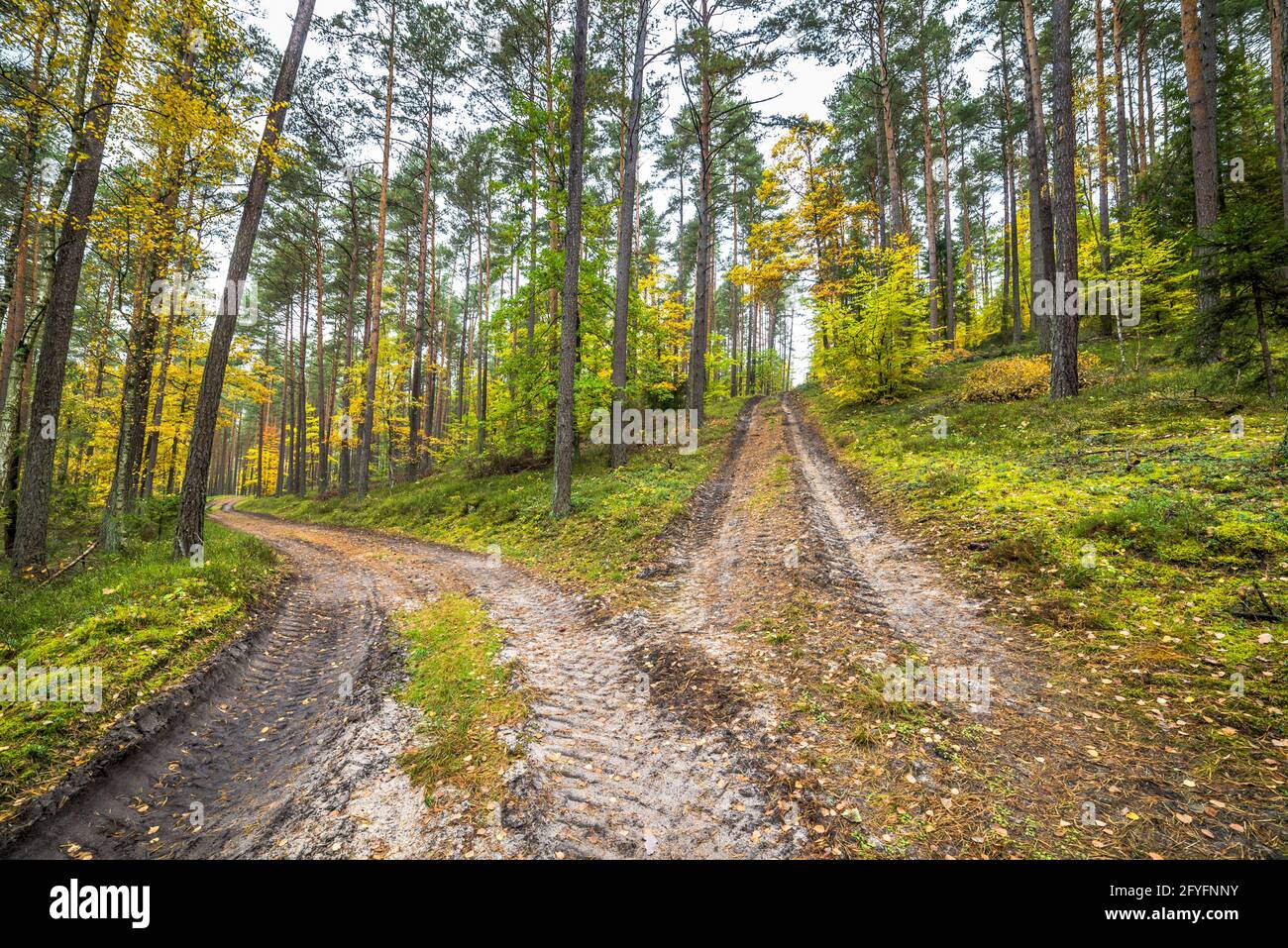 Cross roads in autumn forest, fall landscape Stock Photo