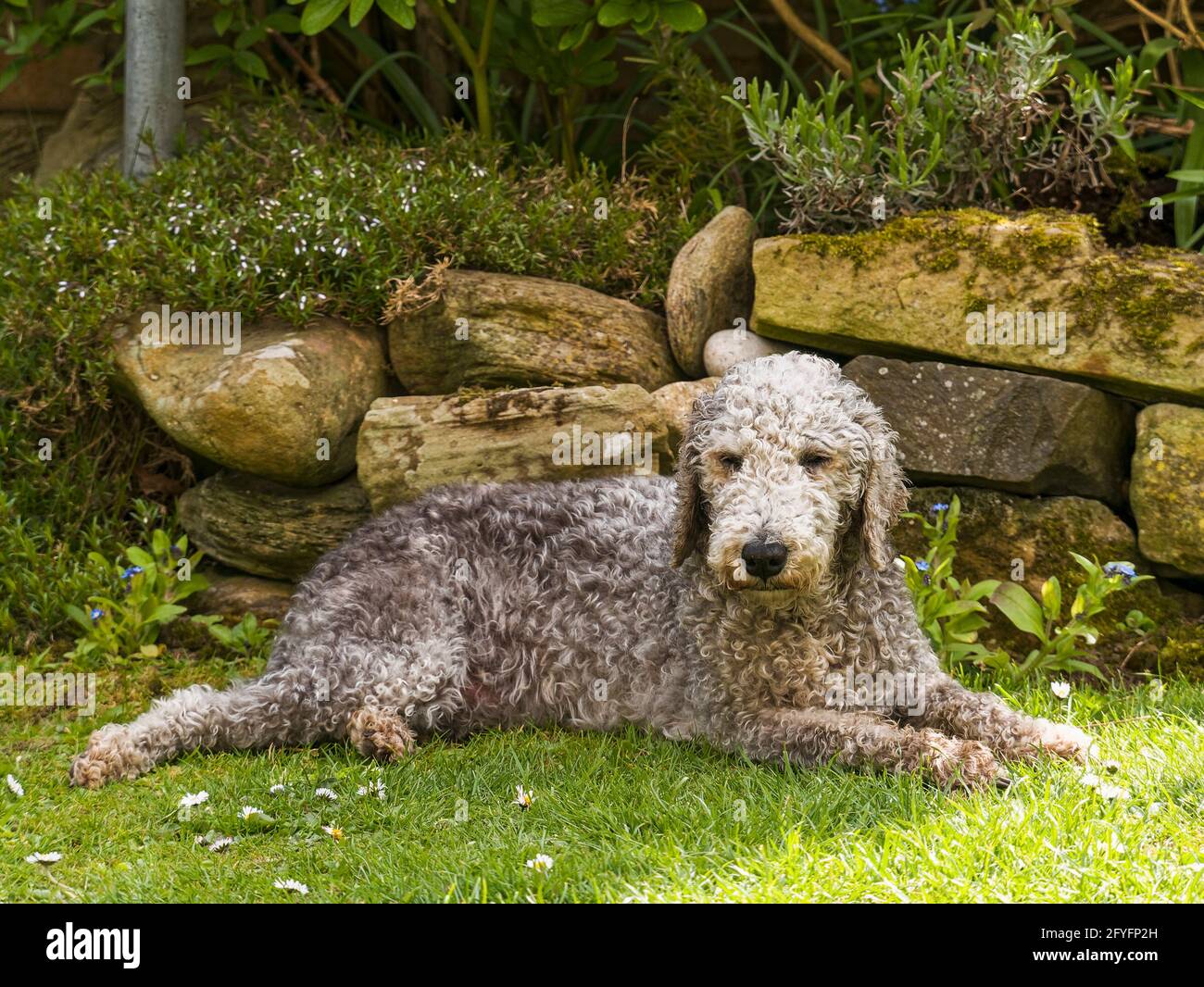 Working bedlington sale terrier