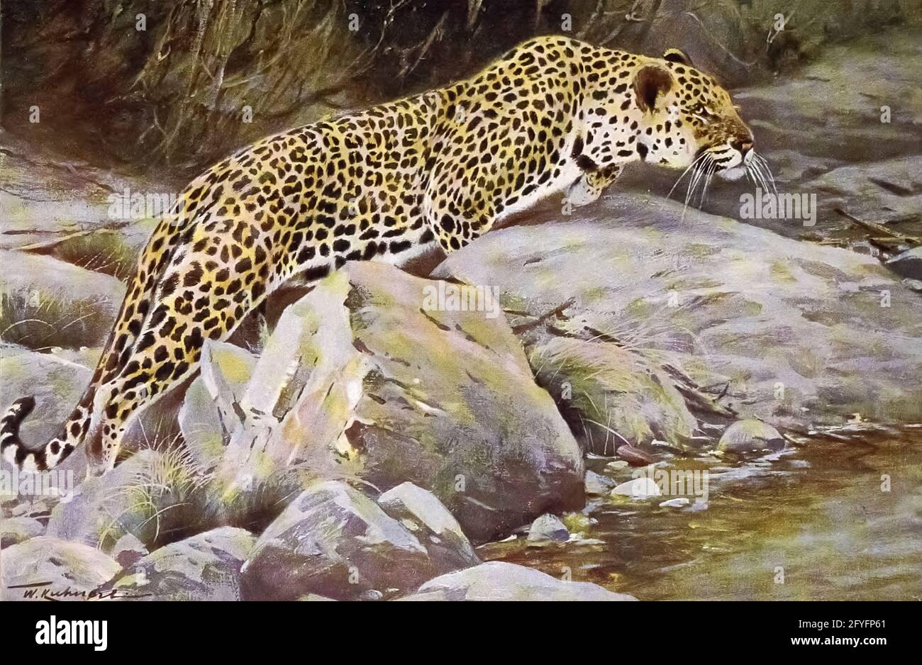 leopard (Panthera pardus here as Felis pardus) from the book ' Animal portraiture ' by Richard Lydekker, and illustrated by Wilhelm Kuhnert, Published in London by Frederick Warne & Co. in 1912 leopard (Panthera pardus here as Felis pardus) from the book ' Animal portraiture ' by Richard Lydekker, and illustrated by Wilhelm Kuhnert, Published in London by Frederick Warne & Co. in 1912
