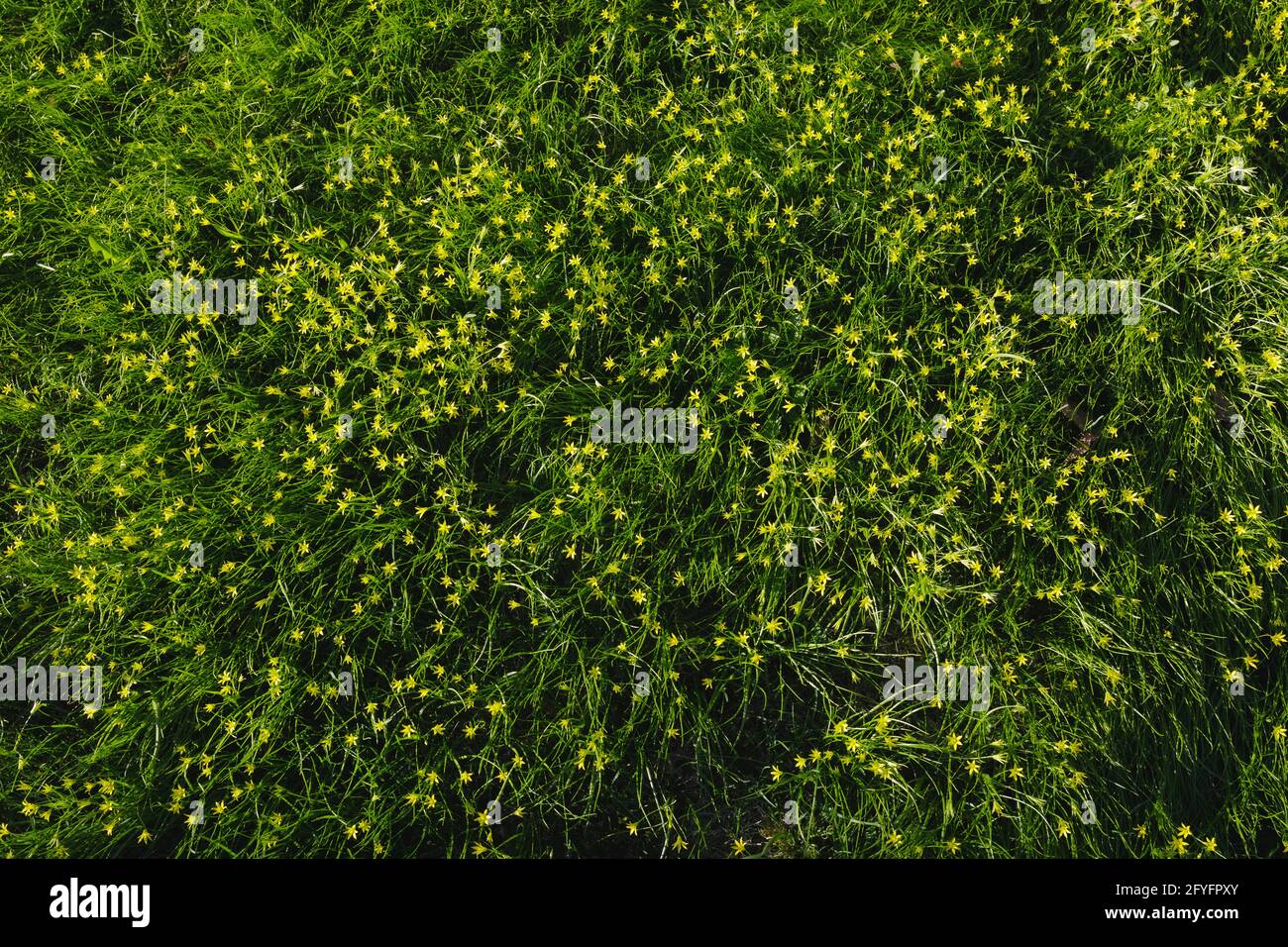 Gagea minima flowers and grass outdoors spring day Stock Photo