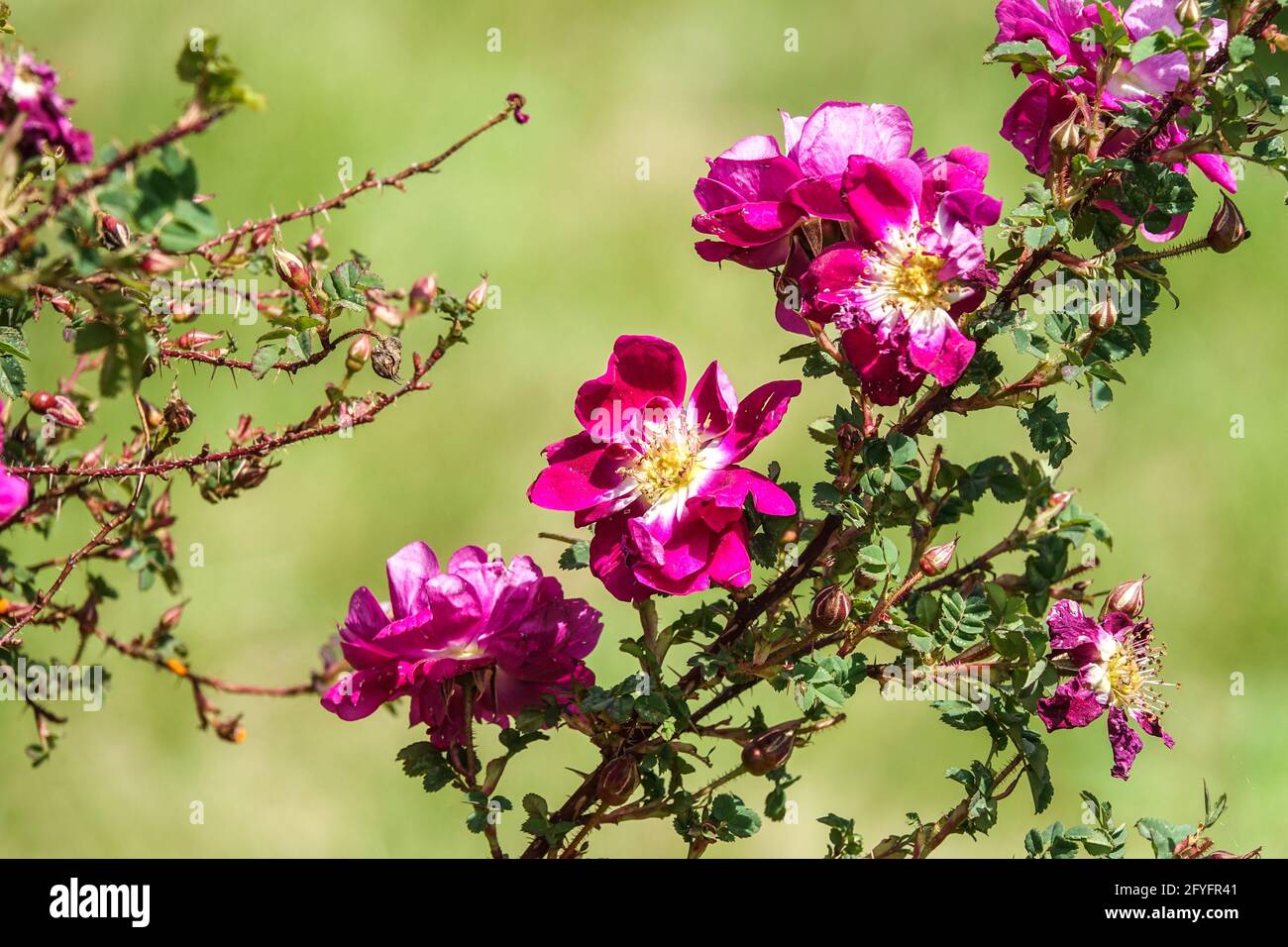 Rosa William III Rosa spinosissima Purple flowering shrub Stock Photo