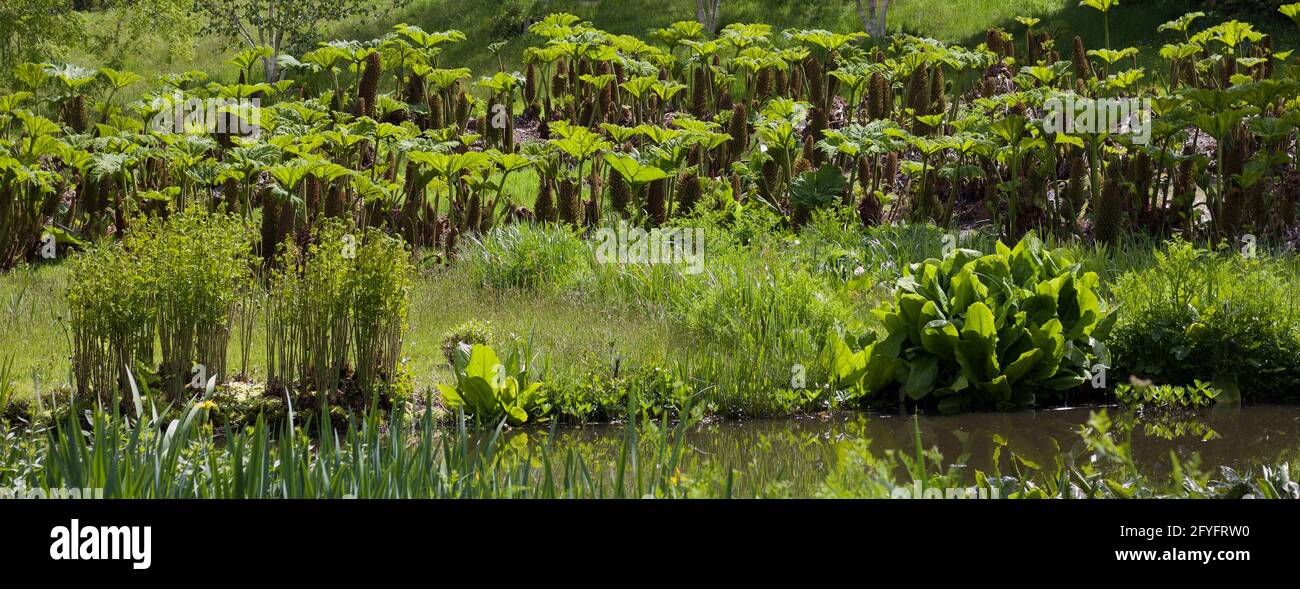 Lush foliage header showing lots of gunnera manicata plants behind pond or lake Stock Photo