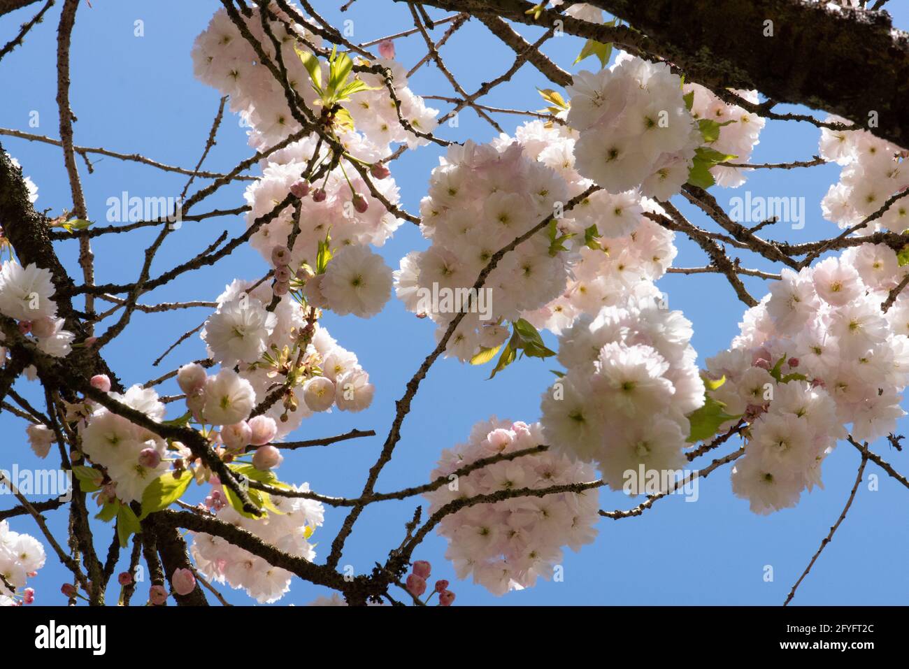 Flowering cherry number Stock Photo