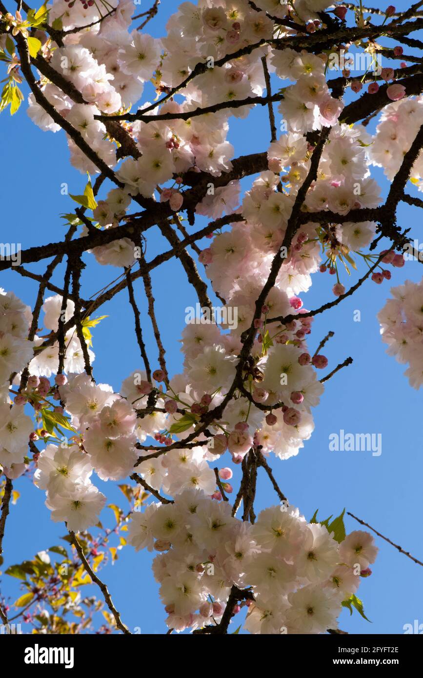 Flowering cherry number Stock Photo