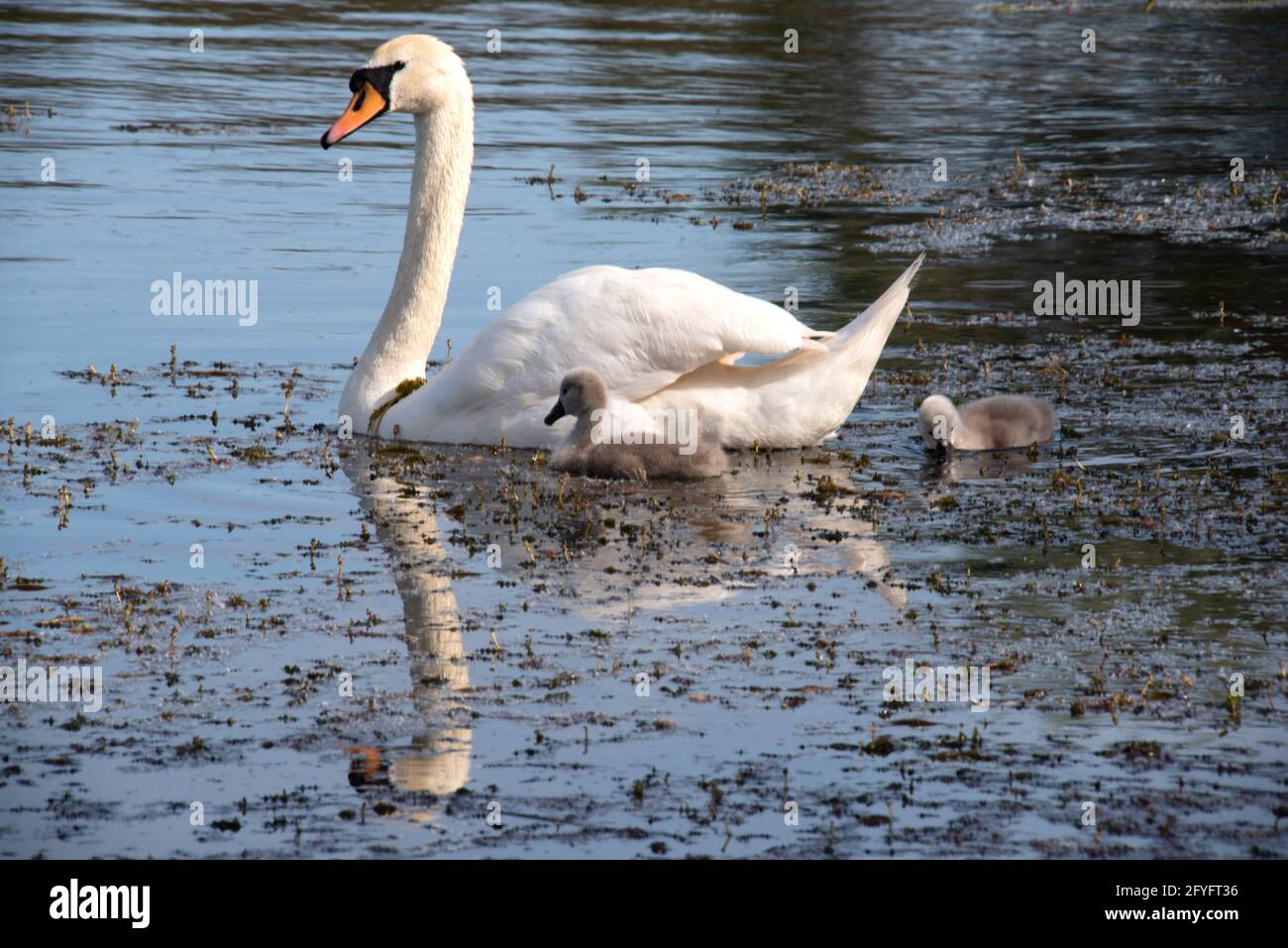 Mute swan with young number 3977 Stock Photo