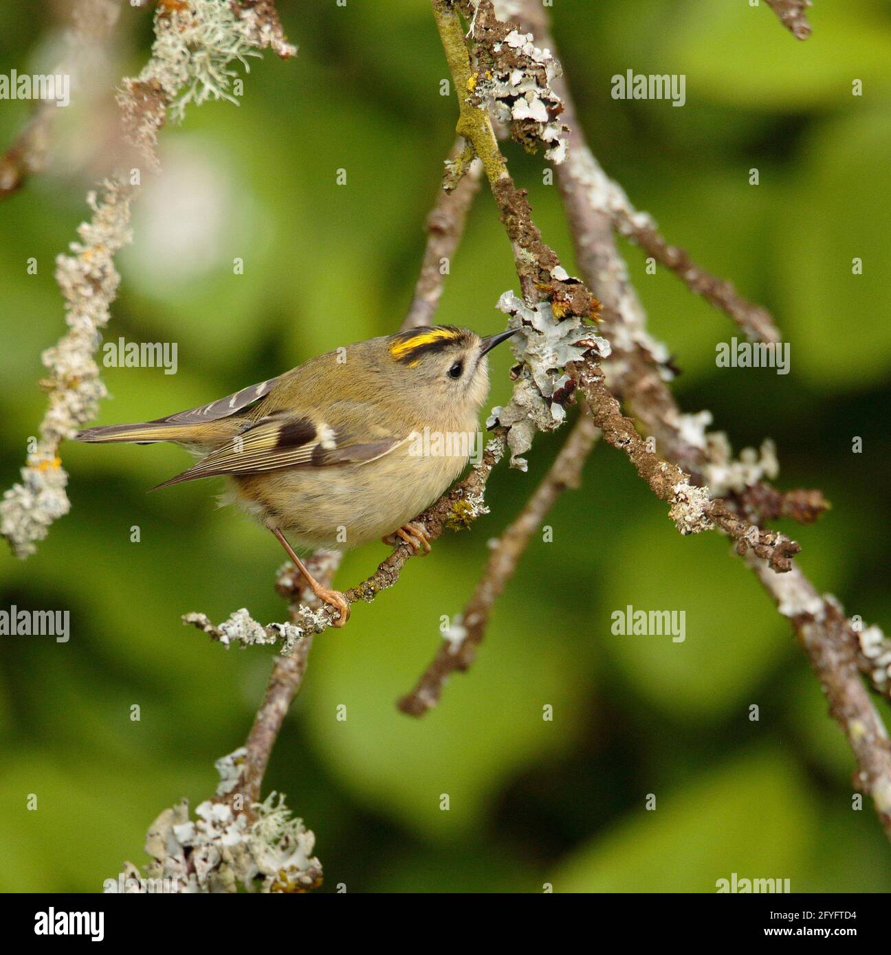 Smallest breeding bird uk hi-res stock photography and images - Alamy