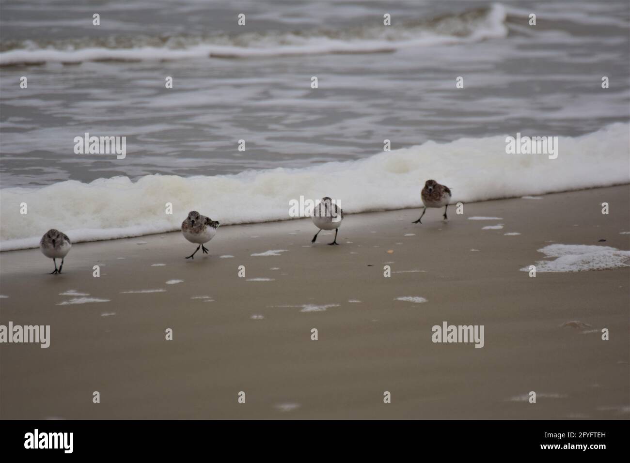 Calidris alba - Sanderling - migratory birds at the beach Stock Photo