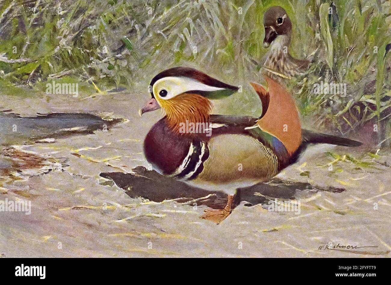 The mandarin duck (Aix galericulata here as Aix galerita) is a perching duck species native to the East Palearctic. It is medium-sized, at 41–49 cm (16–19 in) long with a 65–75 cm (26–30 in) wingspan. from the book '  Animal portraiture ' by Richard Lydekker, and illustrated by Wilhelm Kuhnert, Published in London by Frederick Warne & Co. in 1912 Stock Photo