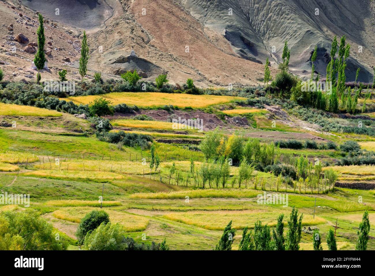 Top view of ladakh landscape, green valley field with barren mountains