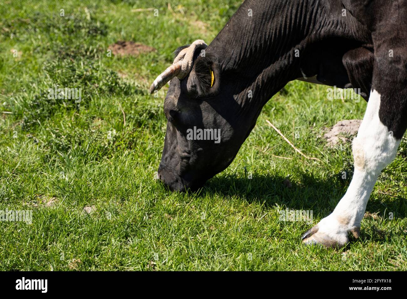 Black and white cow on a summer pasture eats a grass Stock Photo - Alamy