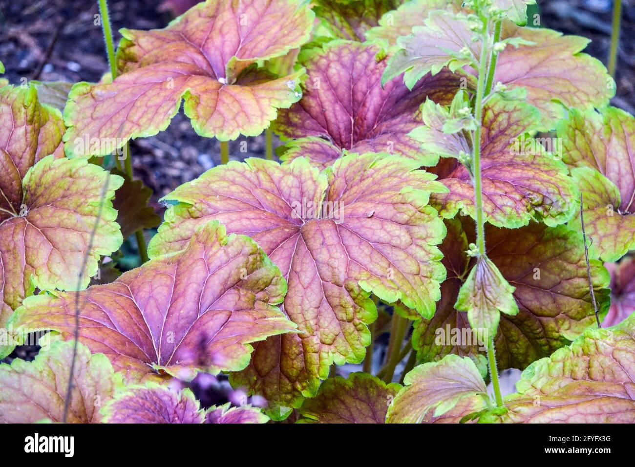 Perennial Garden Plant Foliage Heuchera 'Delta Dawn' Herbaceous Heuchera Leaves June Perennials Heucheras Coral Bells Alumroot Coralbells Alum Root Stock Photo