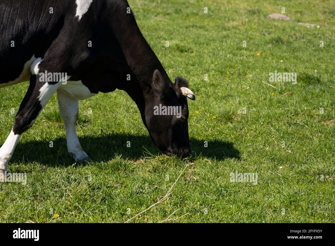 Black and white cow on a summer pasture eats a grass Stock Photo - Alamy