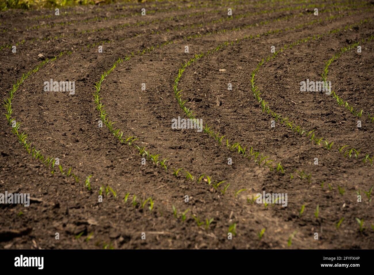 Rows of new corn sprout on a farmer's field in early spring Stock Photo ...