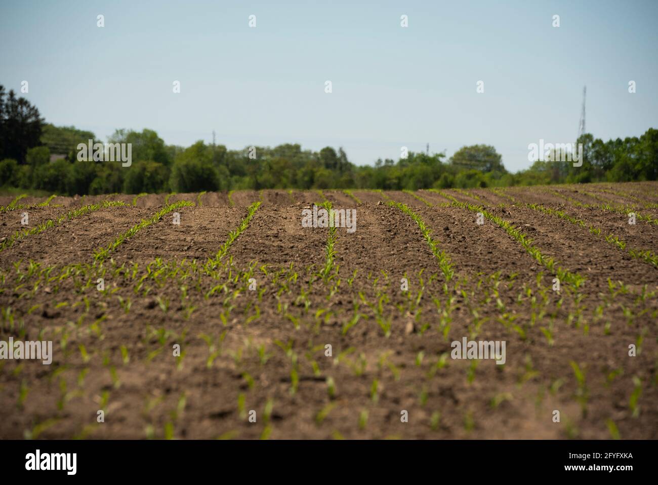 Rows of new corn sprout on a farmer's field in early spring Stock Photo ...