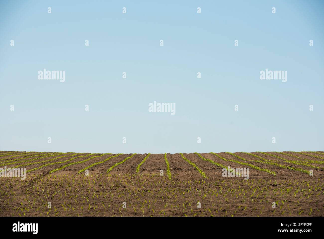 Rows of new corn sprout on a farmer's field in early spring Stock Photo ...