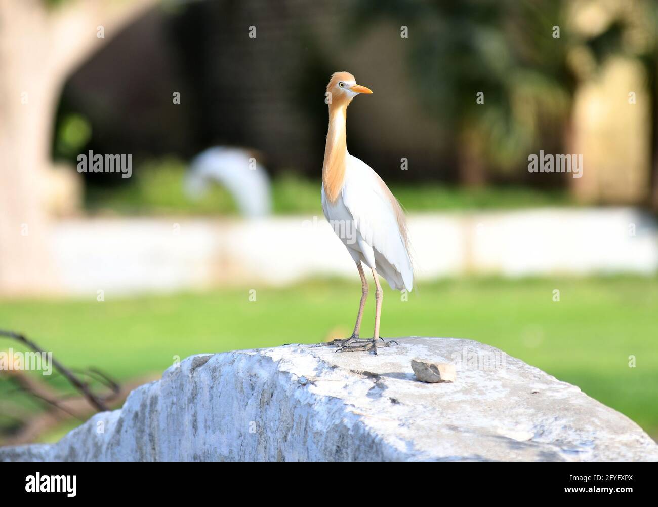 Beawar, Rajasthan, India, May 20, 20 Portrait of a cattle egret ...
