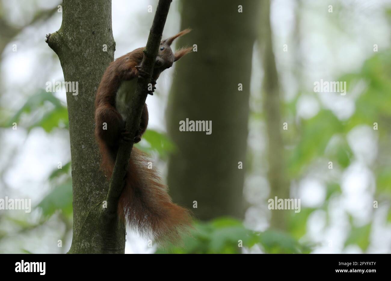 Squirrel is sitting in a tree in the forest Stock Photo