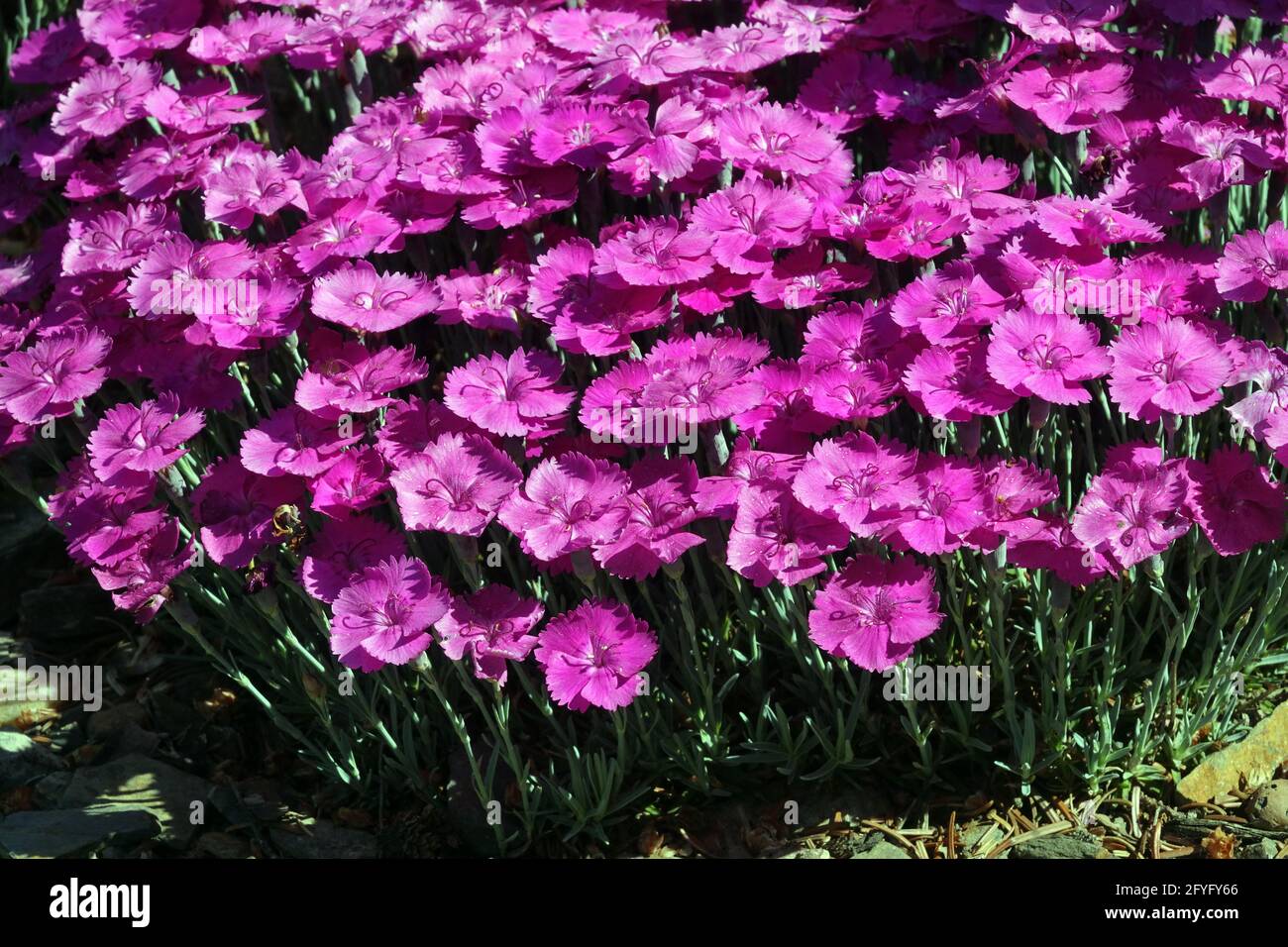 Dianthus gratianopolitanus 'Whatfield Magenta' Perennial Richly fragrant Deep Rose Pink flowers Dianthus Purple Mauve Violet Blooms Flowering Rockery Stock Photo