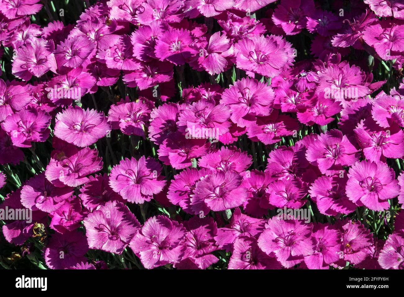 Dianthus gratianopolitanus Perennial Richly fragrant Deep Rose Pink flowers Dianthus 'Whatfield Magenta' Flowering Bloom Tiny Blooming Rockery Plant Stock Photo