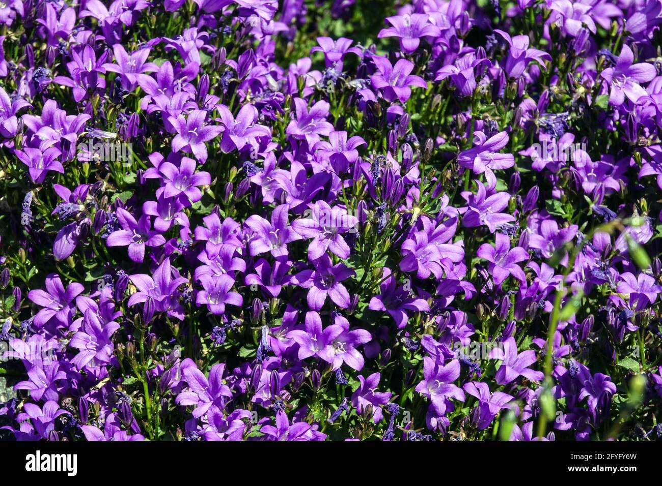 Campanula Resholdts Variety Blue Campanula portenschlagiana Dalmatian Bellflower Rockery Blue flowers Bellflower Campanula Flowers Alpine Plant Garden Stock Photo