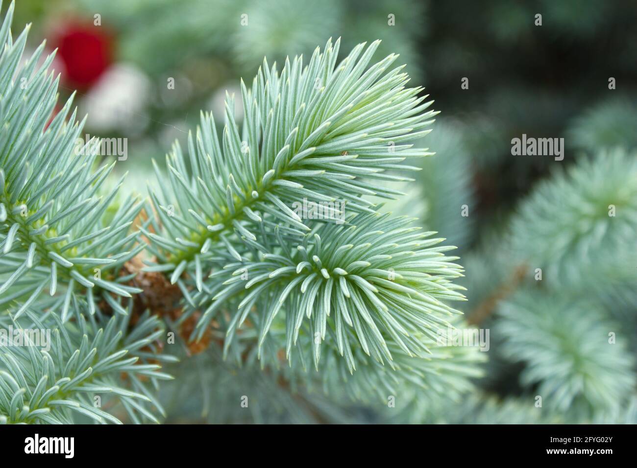 Spruce branch. Close-up pine tree branches with needles. Macro shot of fir branches. Christmas tree wallpaper background. Stock Photo
