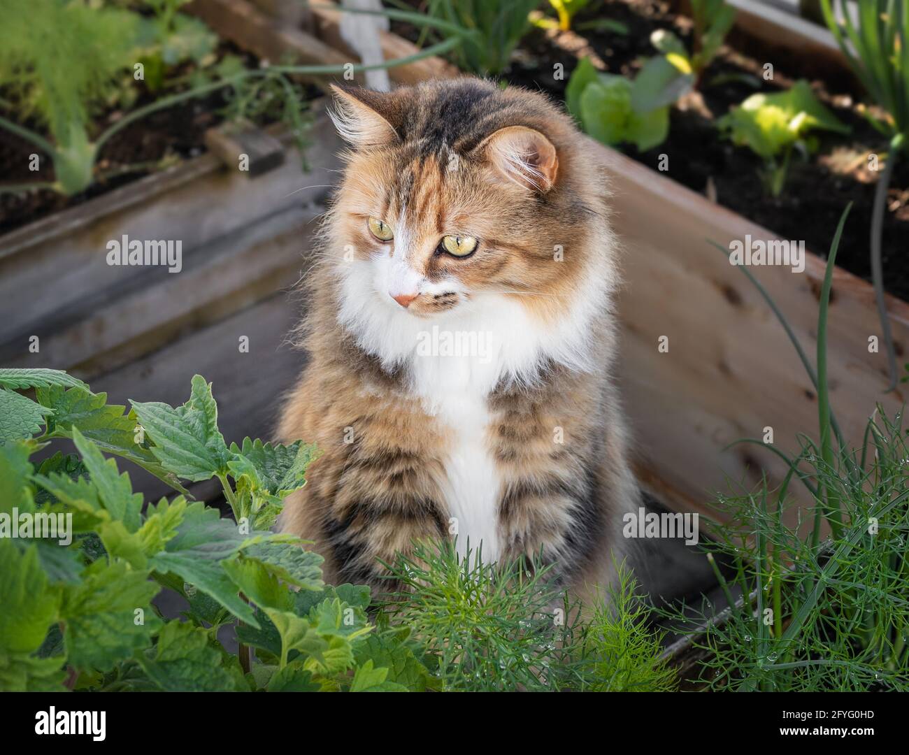 Adorable cat behind cat mint, looking at something. Curios multicolored female torbie kitty framed by garden planters and foliage. Striking asymmetric Stock Photo