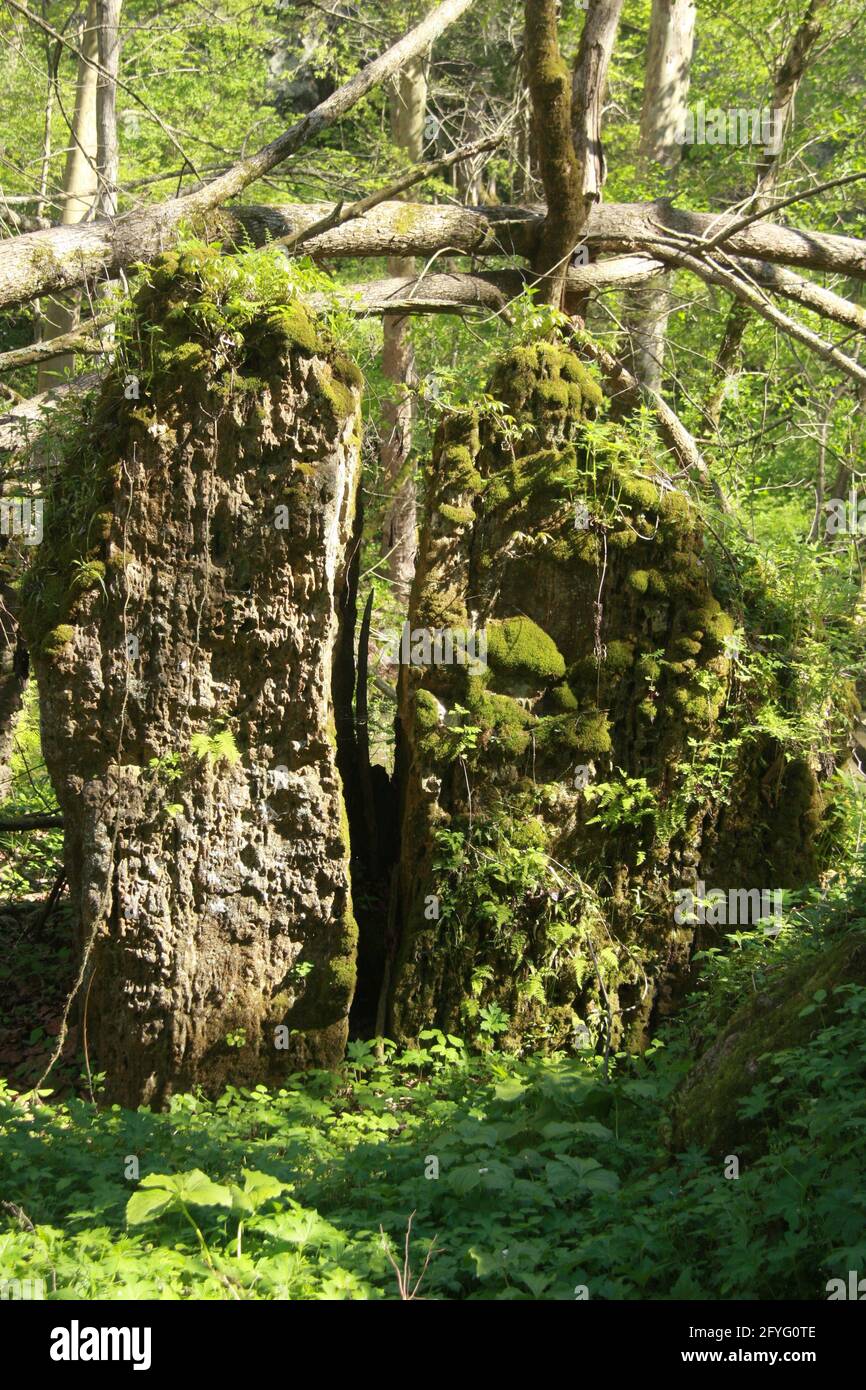Clifton Gorge State Nature Preserve, OH, USA. Large standing boulder (slump block) split in half. Stock Photo