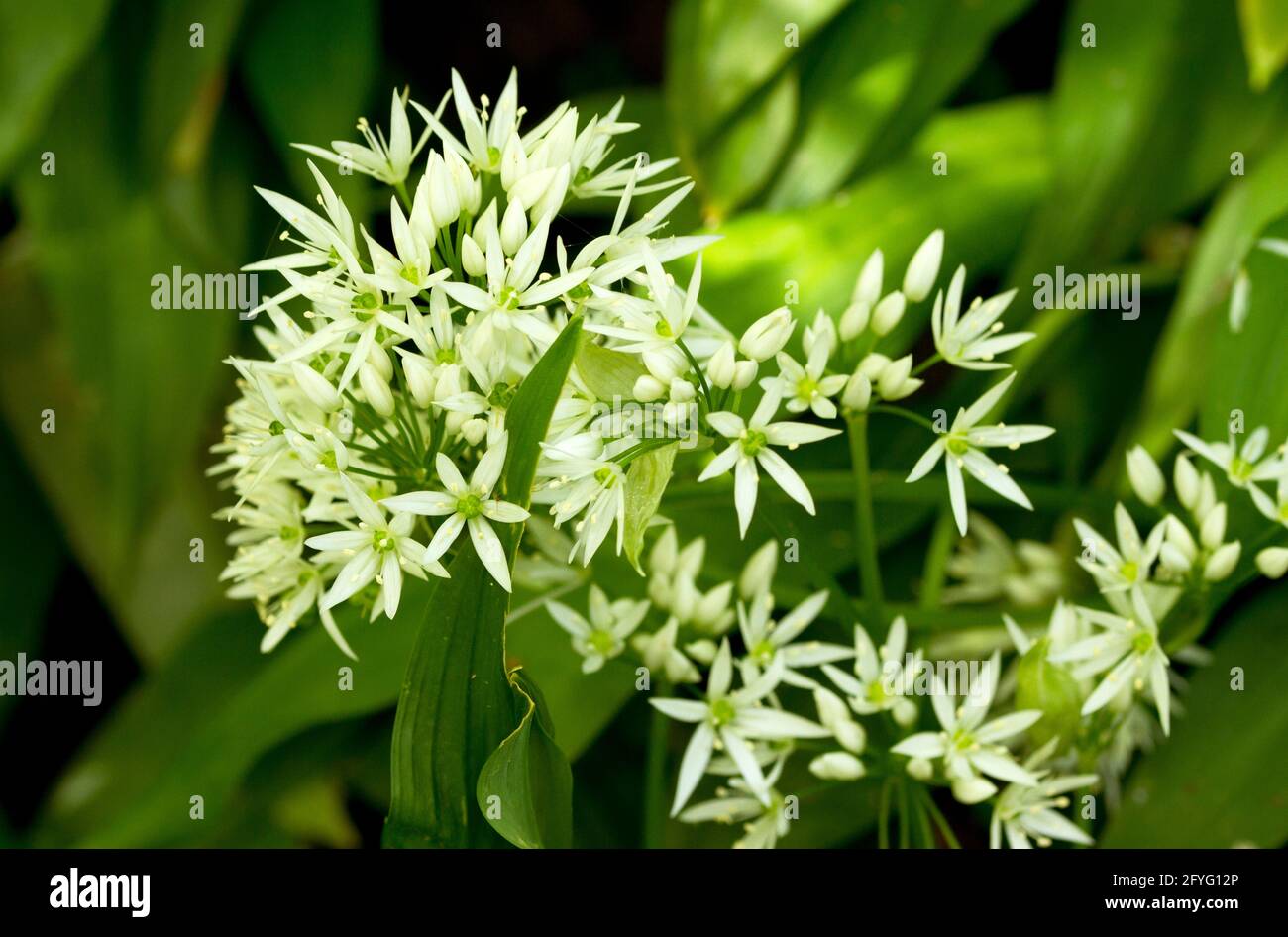The floors of deciduous woodlands around the UK in late spring are carpeted in white with Ransom flowers and the garlic-like scent they exude Stock Photo
