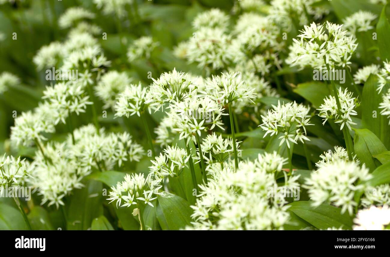 The floors of deciduous woodlands around the UK in late spring are carpeted in white with Ransom flowers and the garlic-like scent they exude Stock Photo