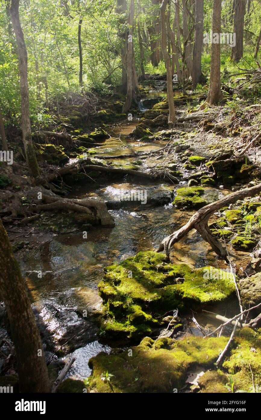 Clifton Gorge State Nature Preserve, OH, USA. Stream water beautifully flowing down through the woods in springtime. Stock Photo