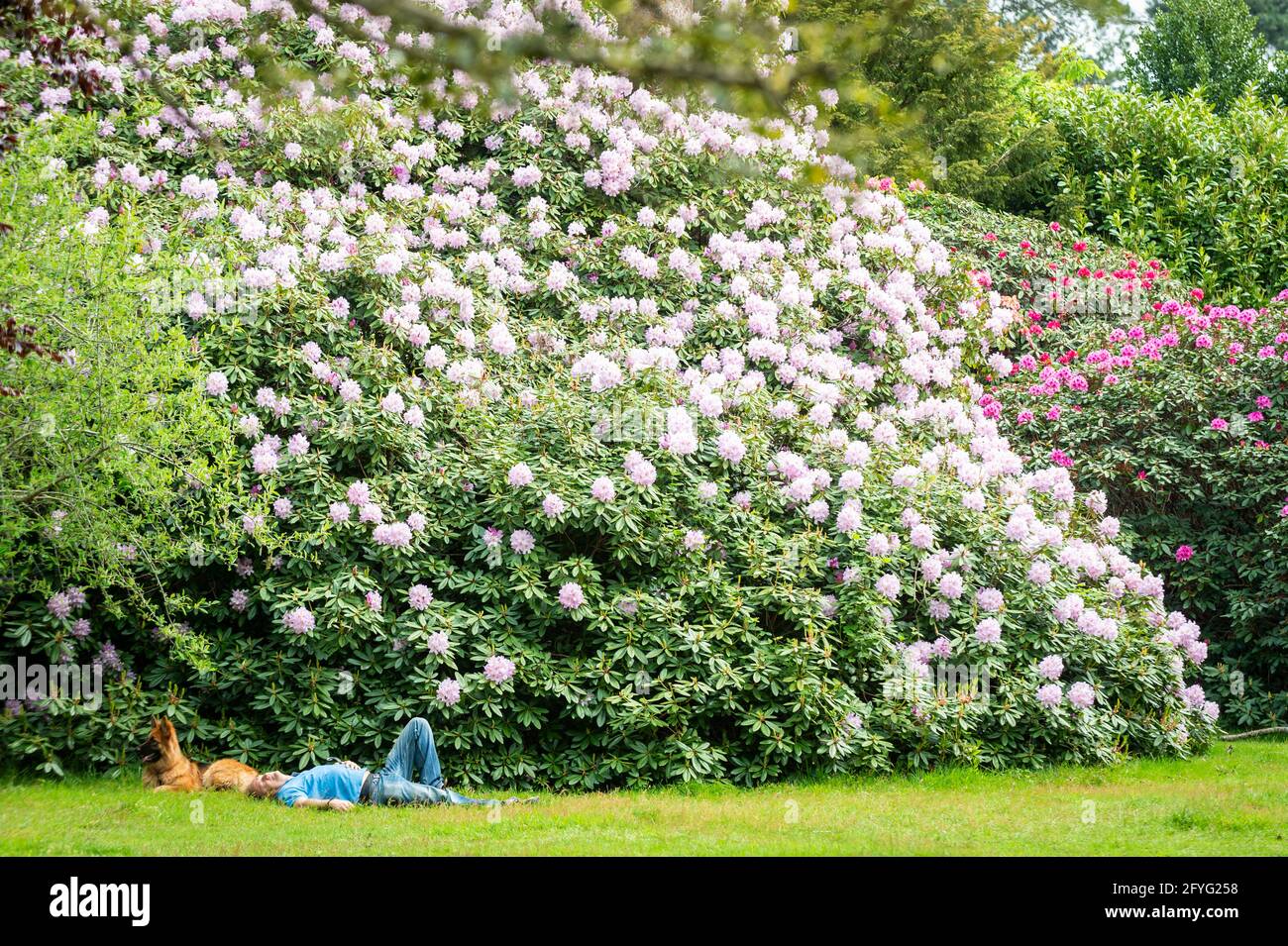 Iver, UK.  28 May 2021. UK Weather: A man sunbathing amongst the rhododendrons and azalea, currently in bloom, in the Temple Gardens at Langley Park in Iver, Buckinghamshire ahead of the Bank Holiday weekend, when temperatures are expected to rise above 20C.  Langley Park is a former royal hunting ground with links back to King Henry VIII, Queen Elizabeth I and Queen Victoria.   Credit: Stephen Chung / Alamy Live News Stock Photo