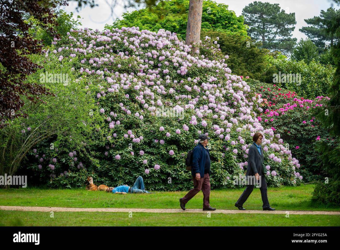 Iver, UK.  28 May 2021. UK Weather: People walk past a man sunbathing amongst the rhododendrons and azalea, currently in bloom, in the Temple Gardens at Langley Park in Iver, Buckinghamshire ahead of the Bank Holiday weekend, when temperatures are expected to rise above 20C.  Langley Park is a former royal hunting ground with links back to King Henry VIII, Queen Elizabeth I and Queen Victoria.   Credit: Stephen Chung / Alamy Live News Stock Photo