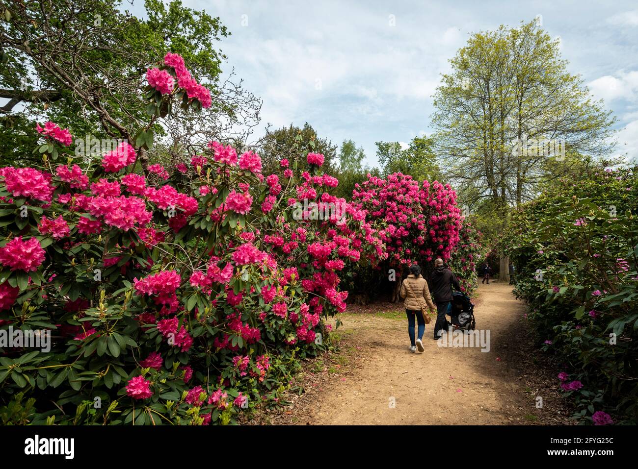 Iver, UK.  28 May 2021. UK Weather: People walk amongst the rhododendrons and azalea, currently in bloom, in the Temple Gardens at Langley Park in Iver, Buckinghamshire ahead of the Bank Holiday weekend, when temperatures are expected to rise above 20C.  Langley Park is a former royal hunting ground with links back to King Henry VIII, Queen Elizabeth I and Queen Victoria.   Credit: Stephen Chung / Alamy Live News Stock Photo