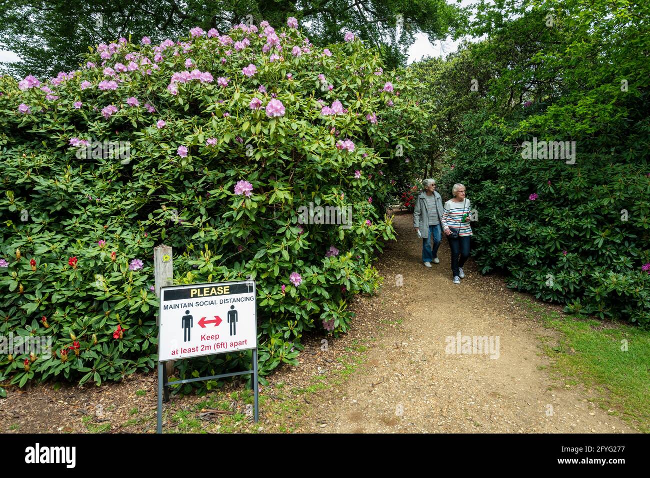 Iver, UK.  28 May 2021. UK Weather: A social distancing sign next to people walking amongst the rhododendrons and azalea, currently in bloom, in the Temple Gardens at Langley Park in Iver, Buckinghamshire ahead of the Bank Holiday weekend, when temperatures are expected to rise above 20C.  Langley Park is a former royal hunting ground with links back to King Henry VIII, Queen Elizabeth I and Queen Victoria.   Credit: Stephen Chung / Alamy Live News Stock Photo