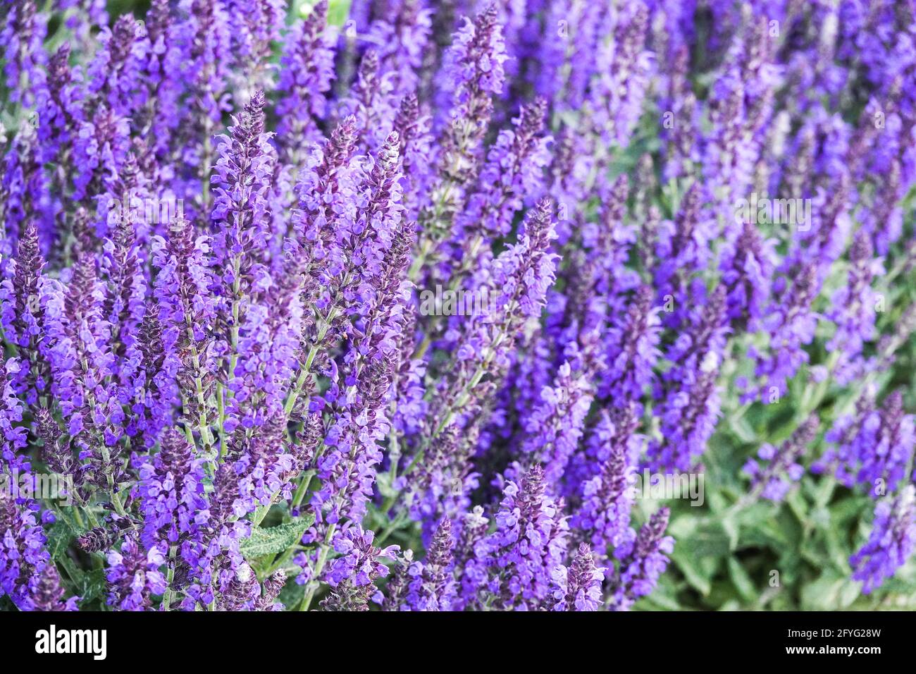 Salvia nemorosa 'Marcus' Spikes of Deep Violet Flowers Held on upright stems in summer Salvia Marcus Blue flowers Sage Salvias Blooming Herbal garden Stock Photo