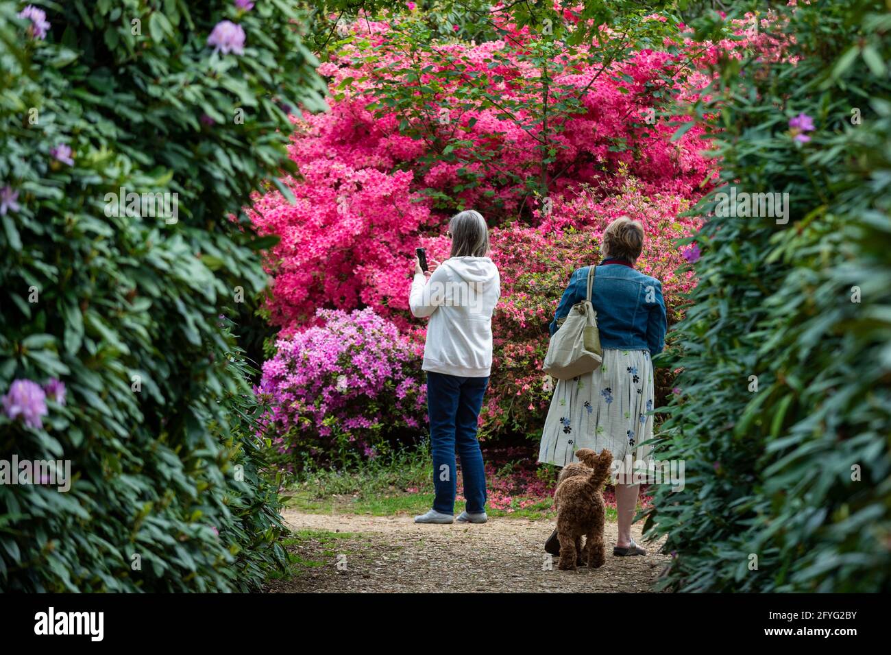 Iver, UK.  28 May 2021. UK Weather: People walk amongst the rhododendrons and azalea, currently in bloom, in the Temple Gardens at Langley Park in Iver, Buckinghamshire ahead of the Bank Holiday weekend, when temperatures are expected to rise above 20C.  Langley Park is a former royal hunting ground with links back to King Henry VIII, Queen Elizabeth I and Queen Victoria.   Credit: Stephen Chung / Alamy Live News Stock Photo