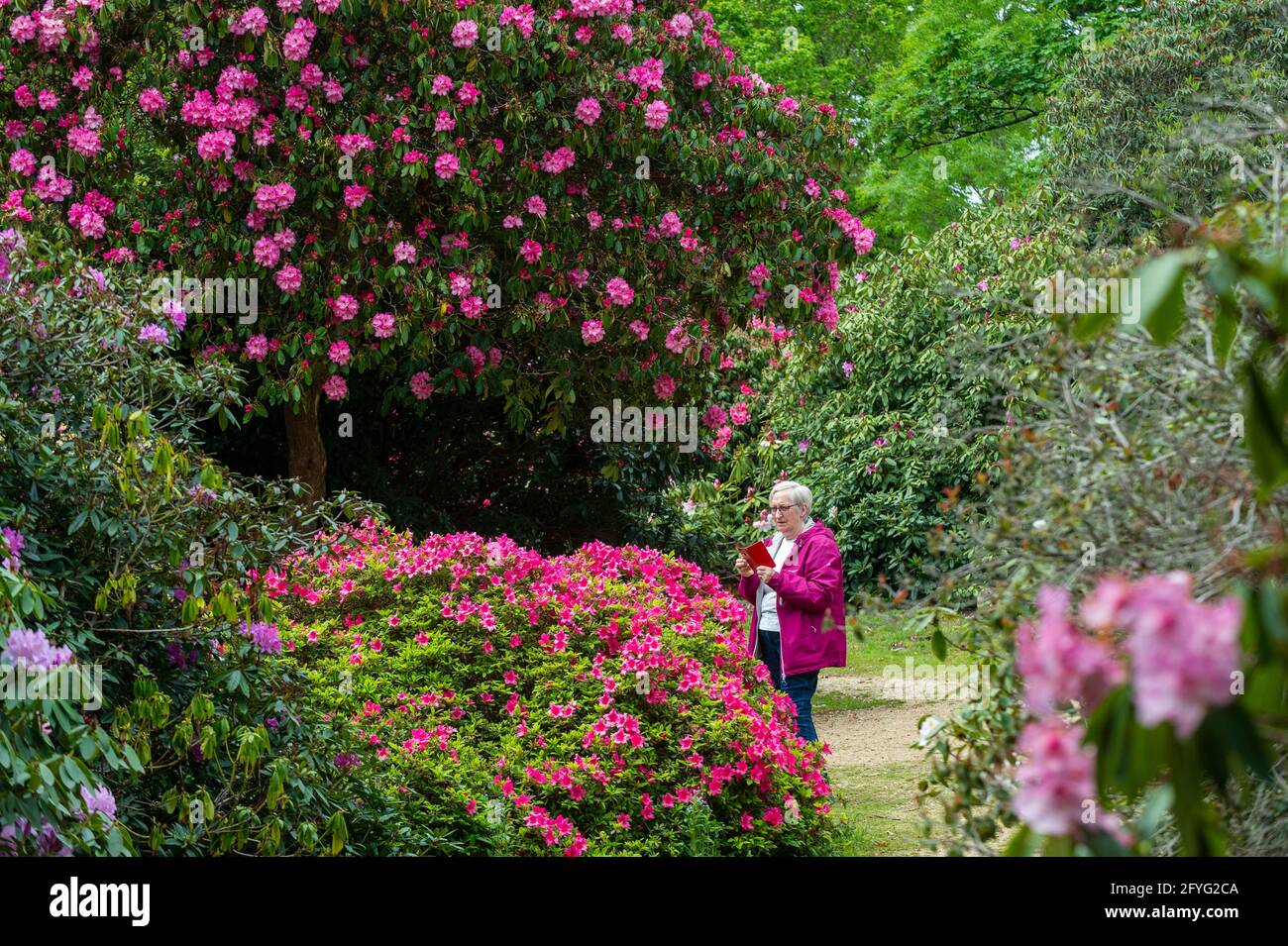 Iver, UK.  28 May 2021. UK Weather: A woman views the rhododendrons and azalea, currently in bloom, in the Temple Gardens at Langley Park in Iver, Buckinghamshire ahead of the Bank Holiday weekend, when temperatures are expected to rise above 20C.  Langley Park is a former royal hunting ground with links back to King Henry VIII, Queen Elizabeth I and Queen Victoria.   Credit: Stephen Chung / Alamy Live News Stock Photo