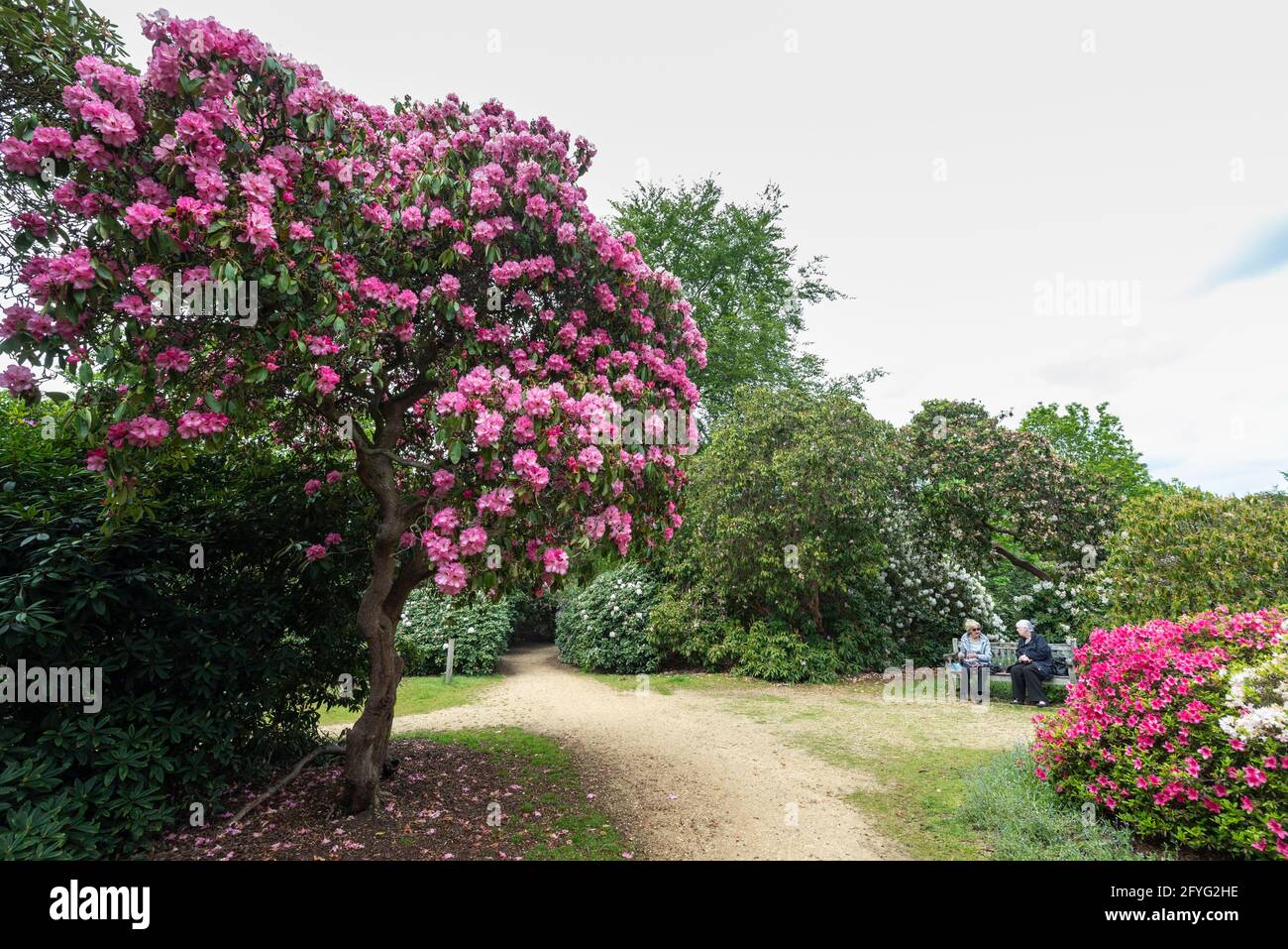 Iver, UK.  28 May 2021. UK Weather: Rhododendrons and azalea, currently in bloom, in the Temple Gardens at Langley Park in Iver, Buckinghamshire ahead of the Bank Holiday weekend, when temperatures are expected to rise above 20C.  Langley Park is a former royal hunting ground with links back to King Henry VIII, Queen Elizabeth I and Queen Victoria.   Credit: Stephen Chung / Alamy Live News Stock Photo
